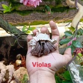 Ốc mượn hồn Violas