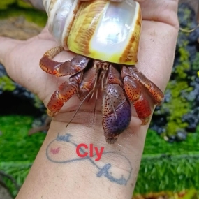 Ốc mượn hồn Clypeatus