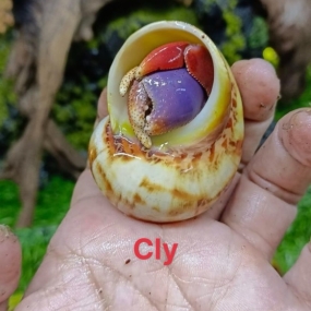 Ốc mượn hồn Clypeatus 