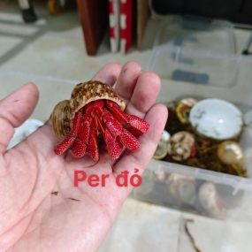 Ốc mượn hồn Perlatus đỏ