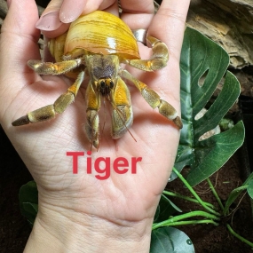 Ốc mượn hồn Pseudorugosus ( Tiger ) 