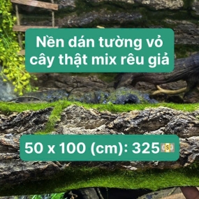 Nền dán tường vỏ cây thật mix rêu gỉa