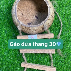 Gáo dừa thang