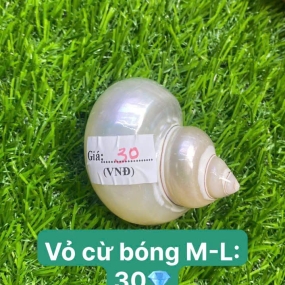 Vỏ cừ bóng