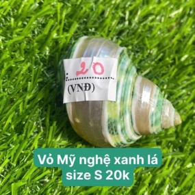 Vỏ mỹ nghệ xanh lá