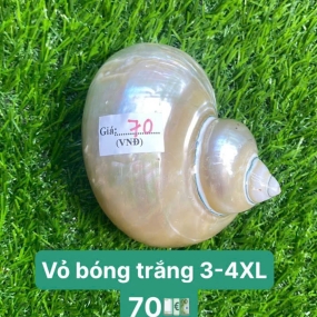 Vỏ bóng trắng