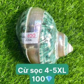 Vỏ cừ sọc 4