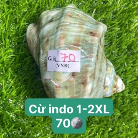 Vỏ cừ indo 1