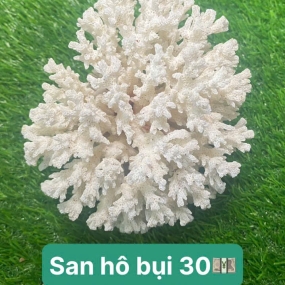 San hô bụi