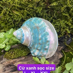 Vỏ cừ xanh ngọc